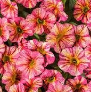 superbells tropical sunrice